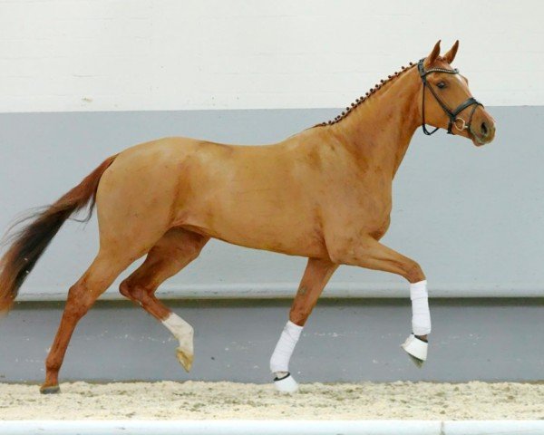 horse Zayid (Oldenburg, 2018, from Blue Hors Zackerey)