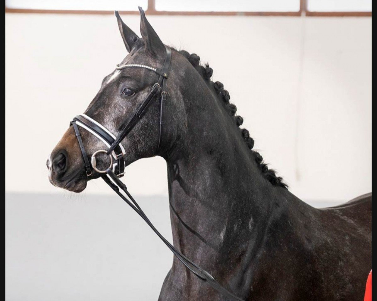 horse Bianco Classico (Westphalian, 2018, from Callaho's Benicio)