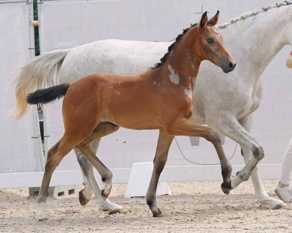 Pferd Eisprinzessin AK (Westfale, 2023, von Emerald van 't Ruytershof) Pferd Eisprinzessin AK (Westfale, 2023, von Emerald van 't Ruytershof)