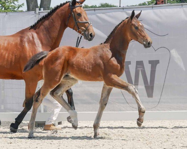 horse Croquett (Westphalian, 2023, from Conthargos)