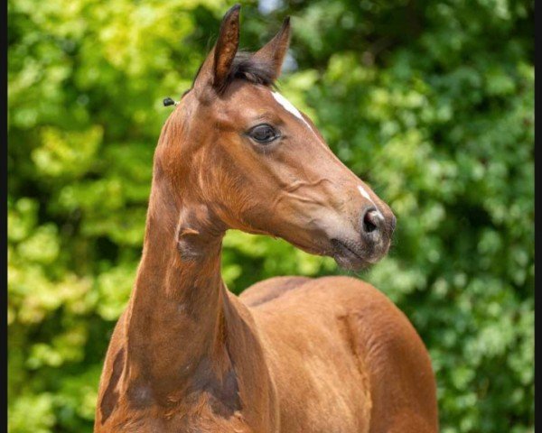 horse Duke (Westphalian, 2023, from Diamantenglanz)