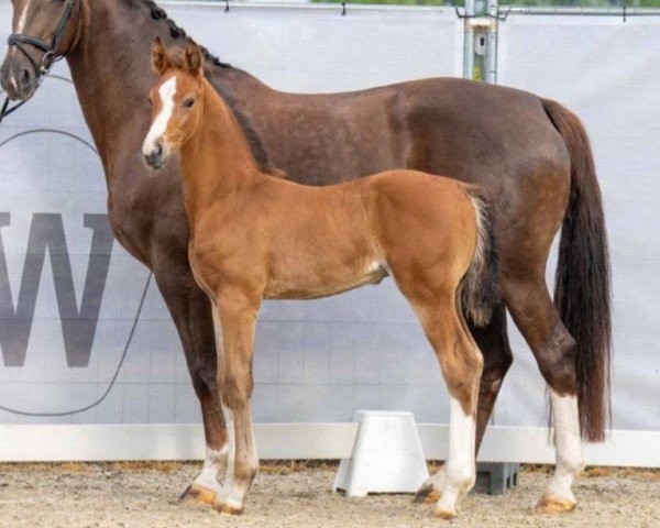 horse Sunny Sky RAK (Westphalian, 2023, from Skyline To B)