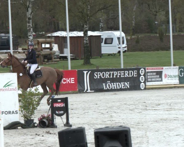 Reitturnier Westergellersen 2024