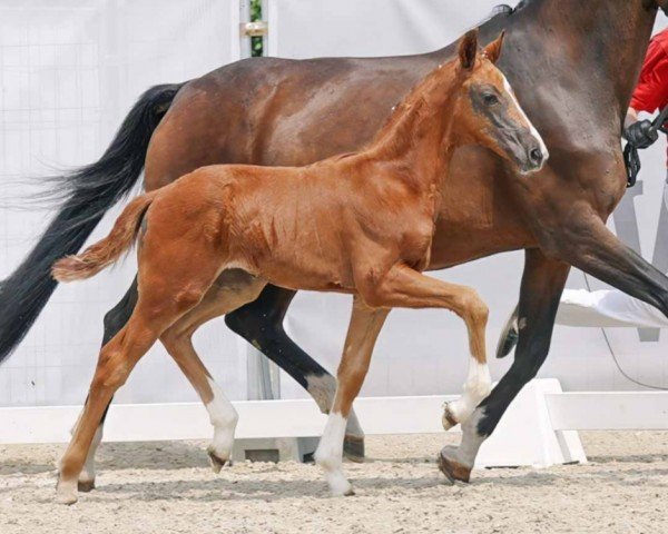 horse Viva's Diamond (Westphalian, 2023, from Vitalis)
