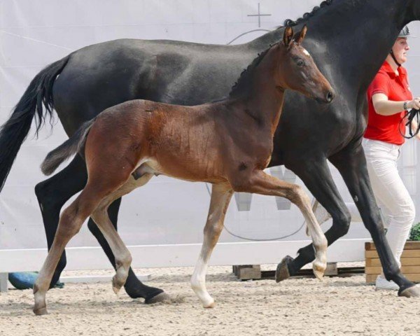 horse Hengst von Franziskus / Sandro Hit (Westphalian, 2023, from Franziskus FRH)