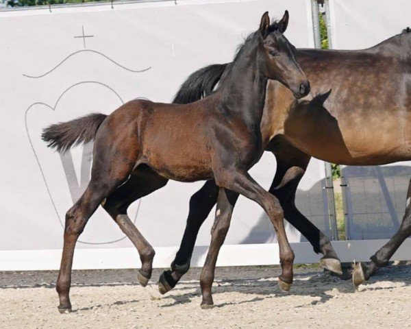 horse Diabolo Blue OV (Westphalian, 2023, from Diarado)