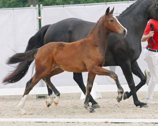 horse Benicia (Westphalian, 2023, from Be my Dancer)