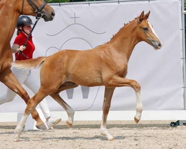 horse Stute von Zoom / Escolar (Westphalian, 2023, from Zoom)