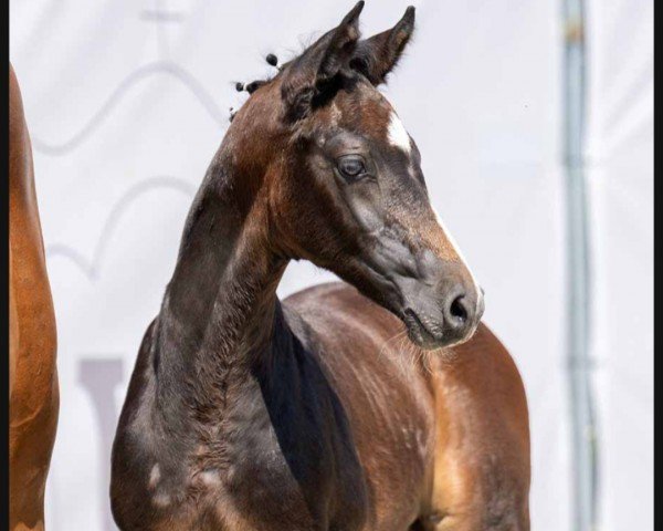 horse Clever Kerlchen PL (Westphalian, 2023, from Charmeur Blanc)
