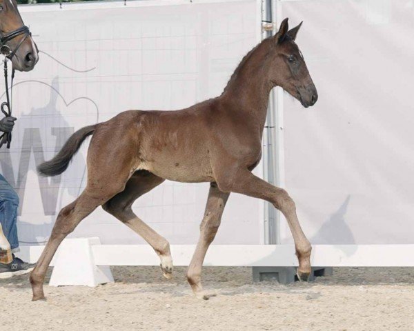 Pferd Dance for all (Westfale, 2023, von Glock's Dream Boy)
