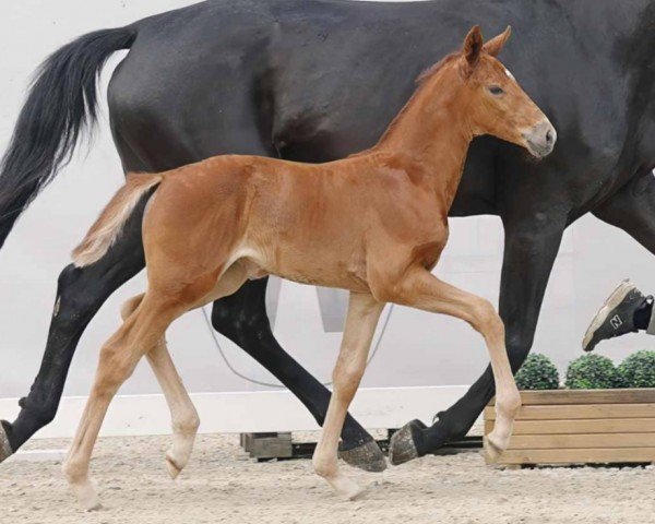 horse Sempre Carina (Westphalian, 2023, from San To Alati FRH)
