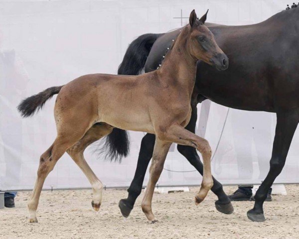 horse Sunshine (Westphalian, 2023, from Santos)