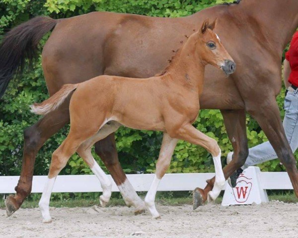 horse Hengst von Diathago / Grasco (Westphalian, 2023, from Diathago)