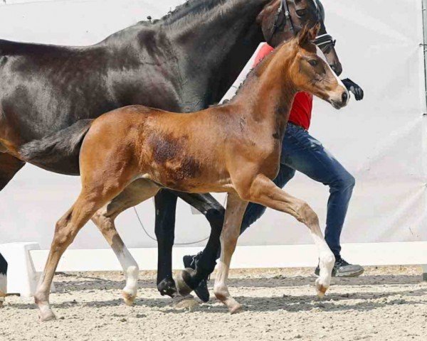 horse Zahina (Westphalian, 2023, from Zoom)