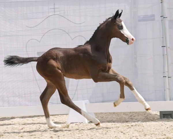 horse Ibiza's Sun (Westphalian, 2023, from Asgard's Ibiza)
