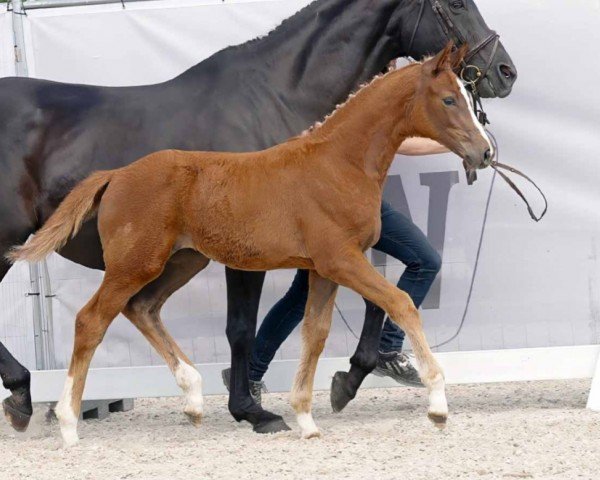 Pferd Fan Edition (Westfale, 2023, von Forlee)