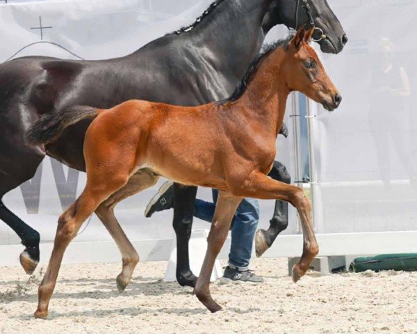 horse Flair (Westphalian, 2023, from Flashdancer)