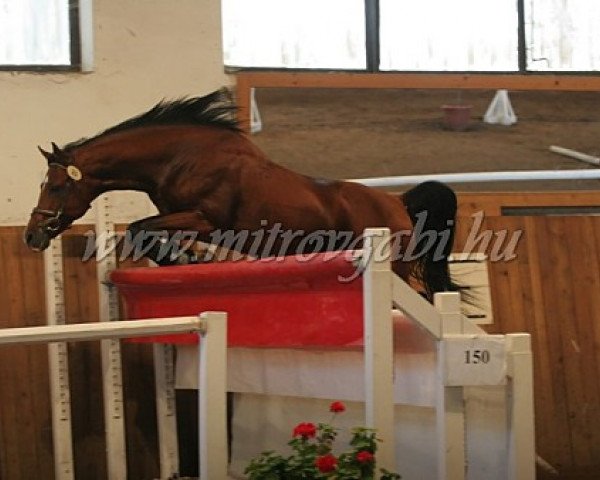 jumper O'Bajan Sultan (Shagya Arabian, 2003, from O'Bajan XXIII Basa)