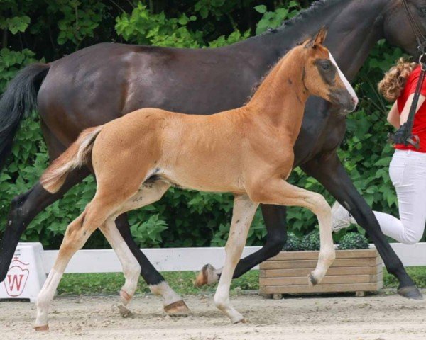 horse Hengst von Ibiza Dream / Finest (Westphalian, 2023, from Ibiza Dream)