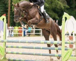 jumper Kannchacco D (Hanoverian, 2016, from Kannan)