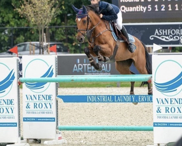jumper Wetric van Beek (KWPN (Royal Dutch Sporthorse), 2003, from Great Pleasure) jumper Wetric van Beek (KWPN (Royal Dutch Sporthorse), 2003, from Great Pleasure)