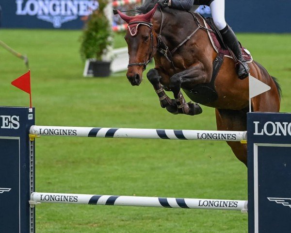 jumper Jordana van het Velpedal (Belgian Warmblood, 2009, from Chacco-Blue)