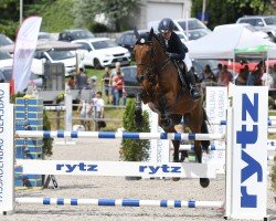 jumper Calvino Z (Zangersheide riding horse, 2013, from Calvaro Z)