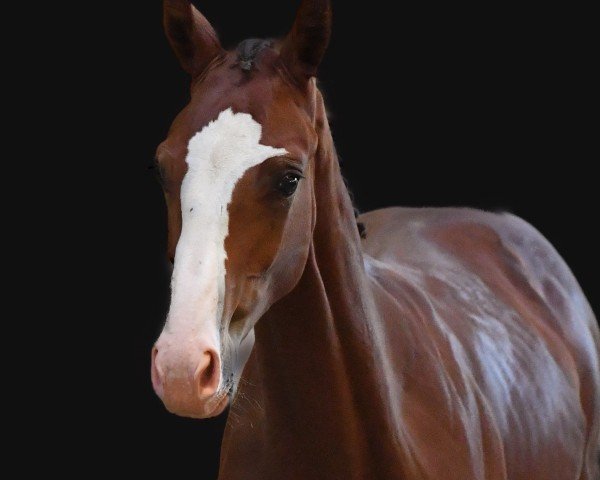 Pferd Cricket for Fun (Schweizer Warmblut, 2023, von Croesus)