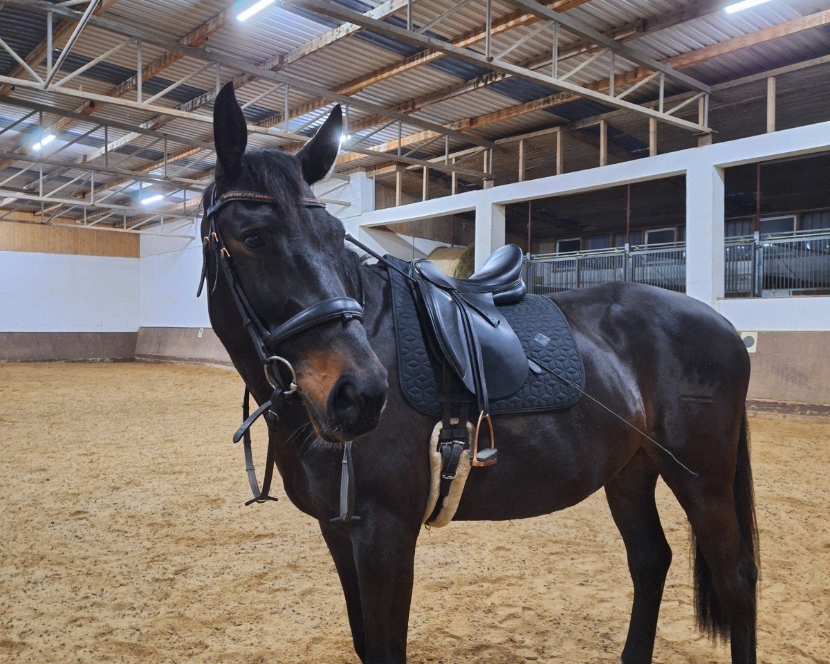 Springpferd Clint THC (Zangersheide Reitpferd, 2016, von Cornetto du Domaine)