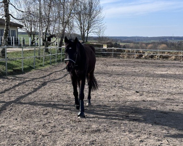 horse Santino 186 (Westphalian, 2020, from Selectric)