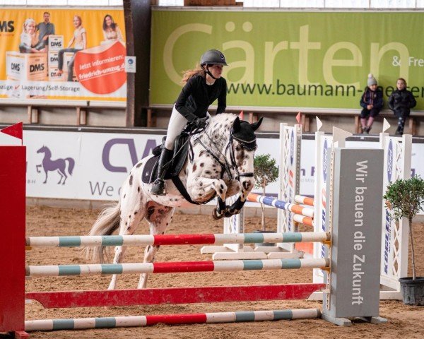 dressage horse Lots of Dots 6 (Pony without race description, 2016) dressage horse Lots of Dots 6 (Pony without race description, 2016)