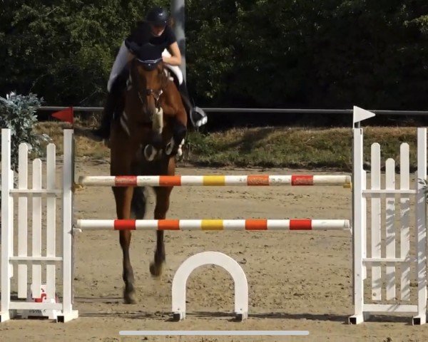 jumper Benthley du Temple (Selle Français, 2011, from Bentley van de Heffinck)