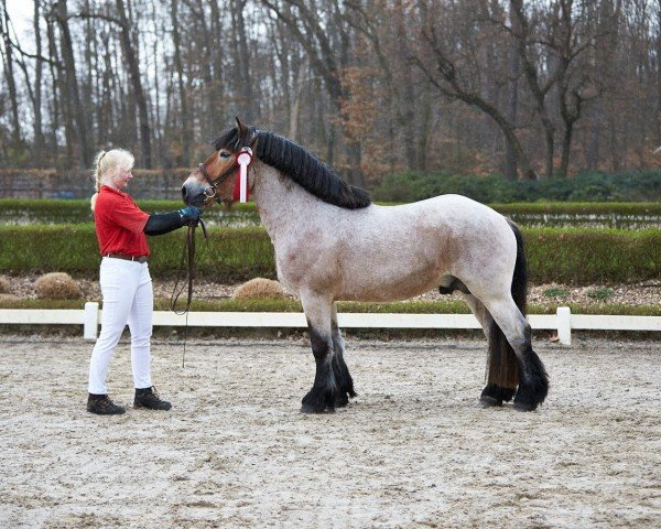 stallion Alfred (Rhenish-German Cold-Blood, 2021, from Achenbach 2654)
