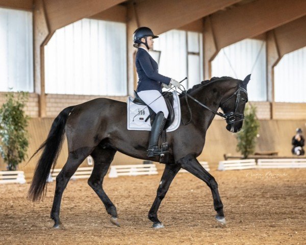 dressage horse Finest Filou (Westphalian, 2016, from Finest)