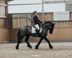 Dressurpferd Dancing Queen B 6 (Friese, 2016, von Basilius)