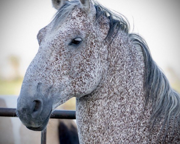 horse Pluto Sabella IV (Lipizzaner, 2009, from Pluto Sonora II)