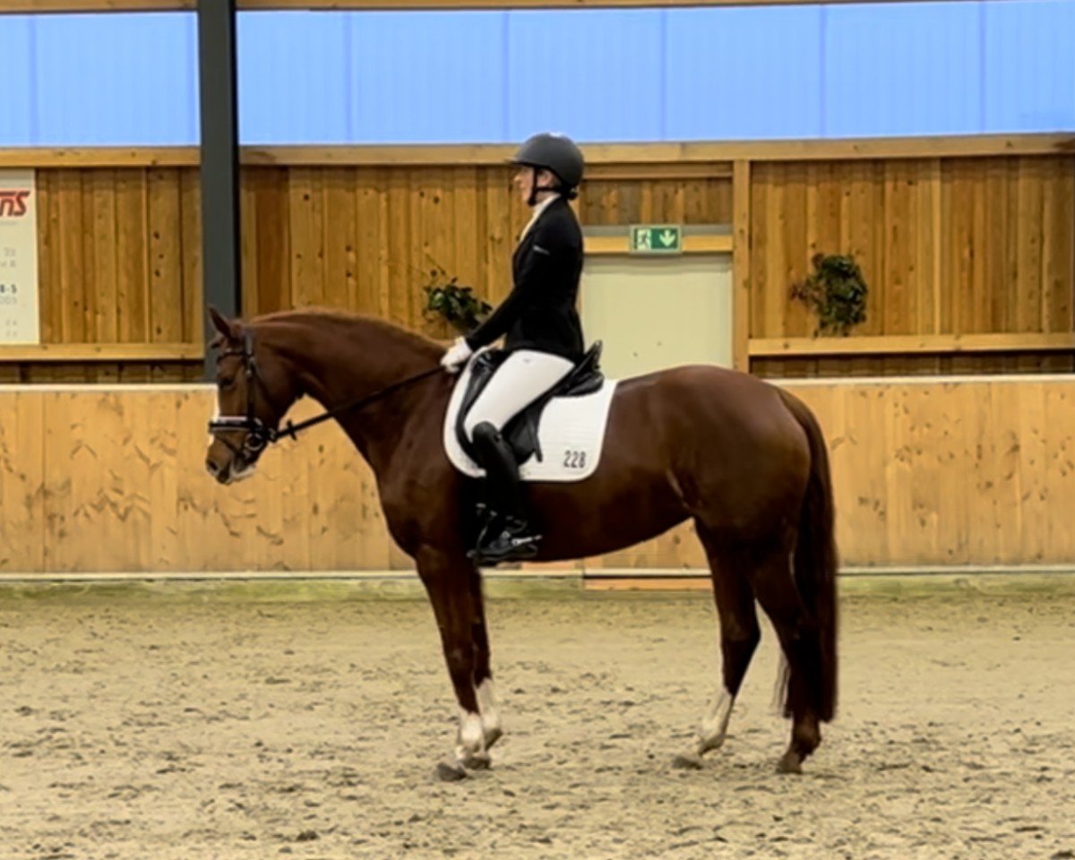 dressage horse It's me Inge (Oldenburg, 2019, from Asgard's Ibiza)