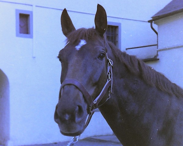 broodmare Gonduell (Westphalian, 1976, from Goya)