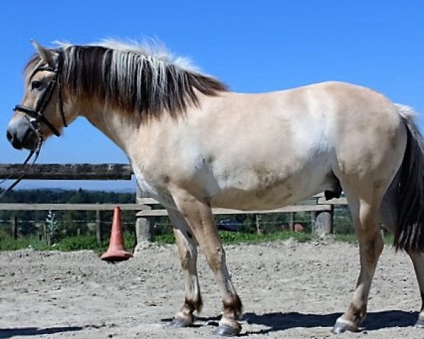 horse Kavalino (Fjord Horse, 2013, from Kalino)