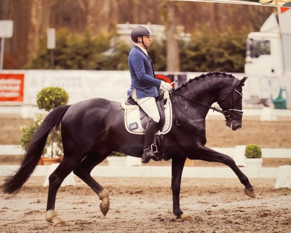 dressage horse Vilarios (Oldenburg, 2017, from Vitalis)