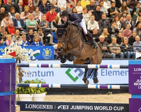 jumper Elwikke (anglo european sporthorse, 2012, from Eldorado van de Zeshoek)
