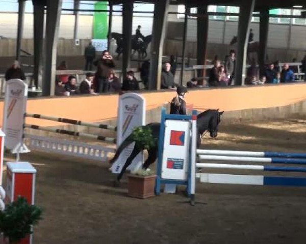 Reitturnier Emlichheim 2011