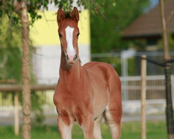 Deckhengst Stakki Boy-Kl (Westfale, 2016, von Stakkato Gold)