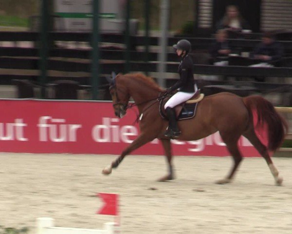 Reitturnier Balve-Wocklum 2024