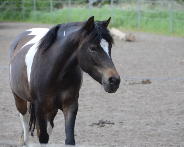 horse Lynn (Pinto / Pony, 2010, from Shayan)
