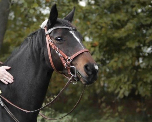 Springpferd Sacre Croix (British Sport Horse, 2006, von Aubrillo) Springpferd Sacre Croix (British Sport Horse, 2006, von Aubrillo)