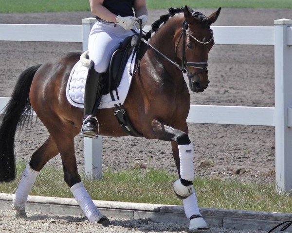 horse Hesselteichs Greta (German Riding Pony, 2015, from Gandalf)