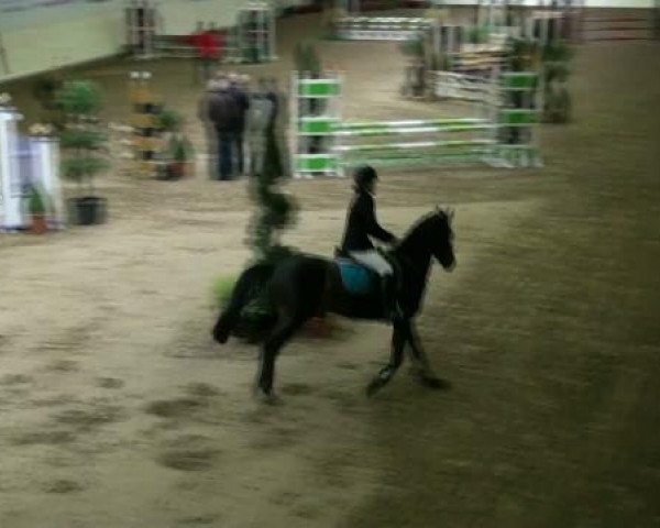 Legdener Ponymeeting 2011