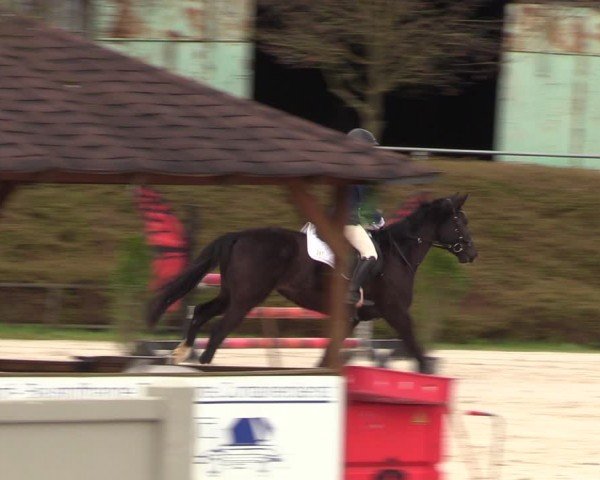 Reitturnier Pietzpuhl 2024