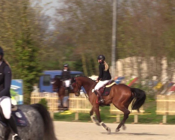 Reitturnier Pietzpuhl 2024